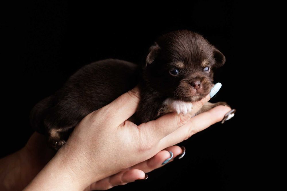 Chihuahua* Czekoladowy chłopczyk długowłosy