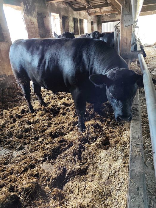 Byki 100% Angus czarny ładnej budowy wiek 23 miesiące