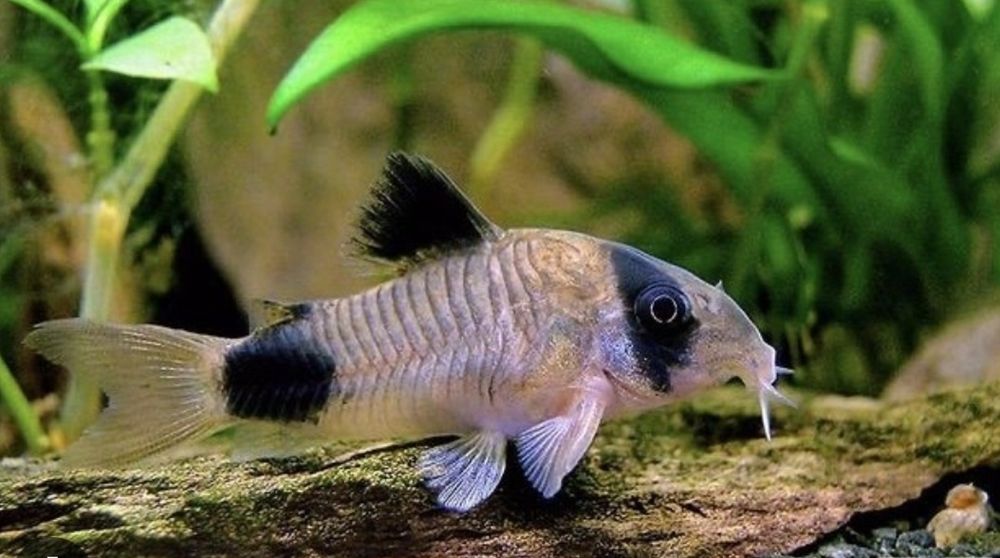 Kirysek pstry i panda