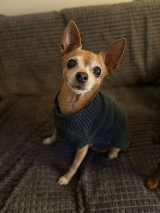 Do adopcji poleca sie pinczer  miniatura