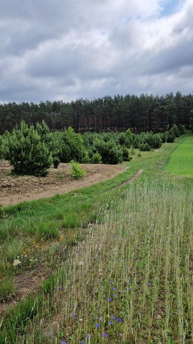 Działka budowalna okolice Wdzydz z MPZP. - Więcej