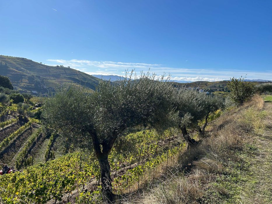 Vinha no Douro Vinhateiro - Bertelo Cumieira