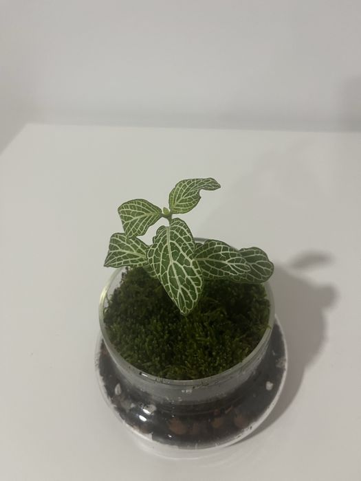 Terrário com materiais naturais e ecológicos