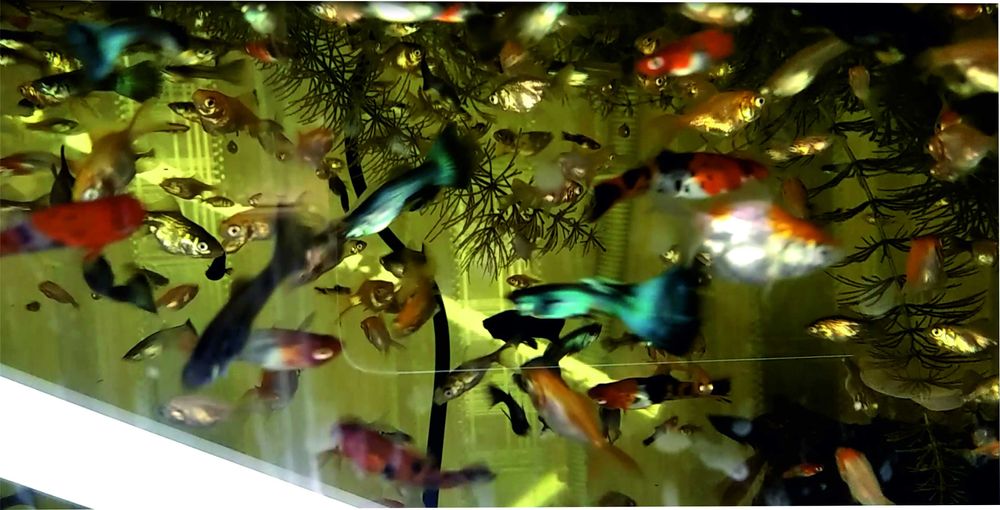 Аквариумна рибка  гуппі, меченосець, золоті. Пересилаю