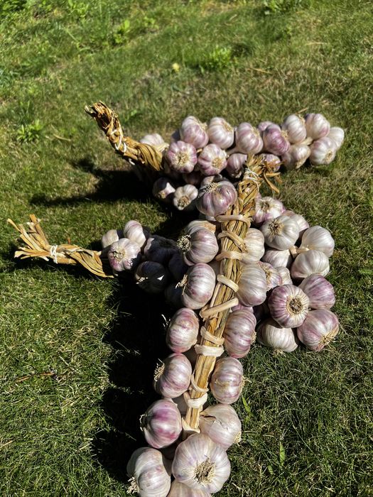 Warkicze czosnku - czosnek