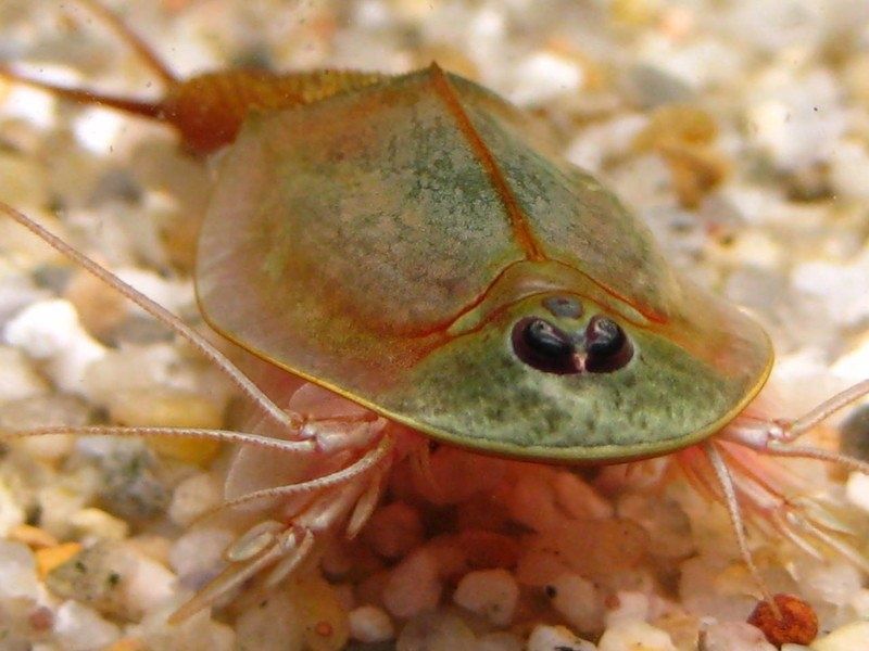 Набір для вирощування ракоподібних Triops (Яйця тріопсів) щитні