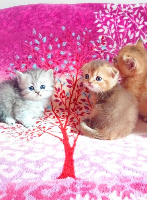 Шотландські Чудо Кошенятка чекають на свої сім'ї