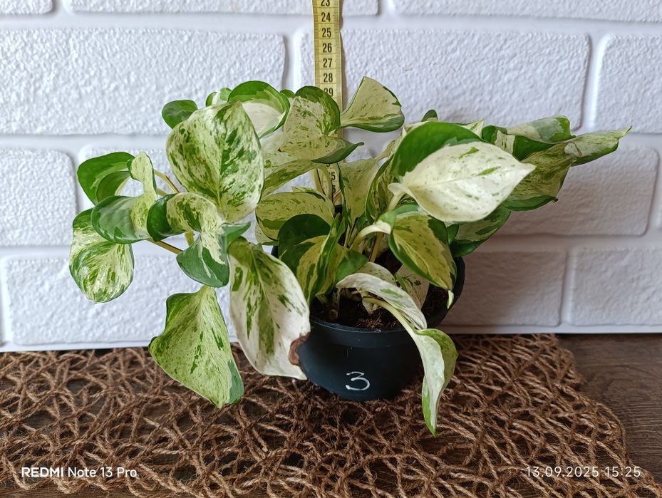 Епіпремнум хепі ліф