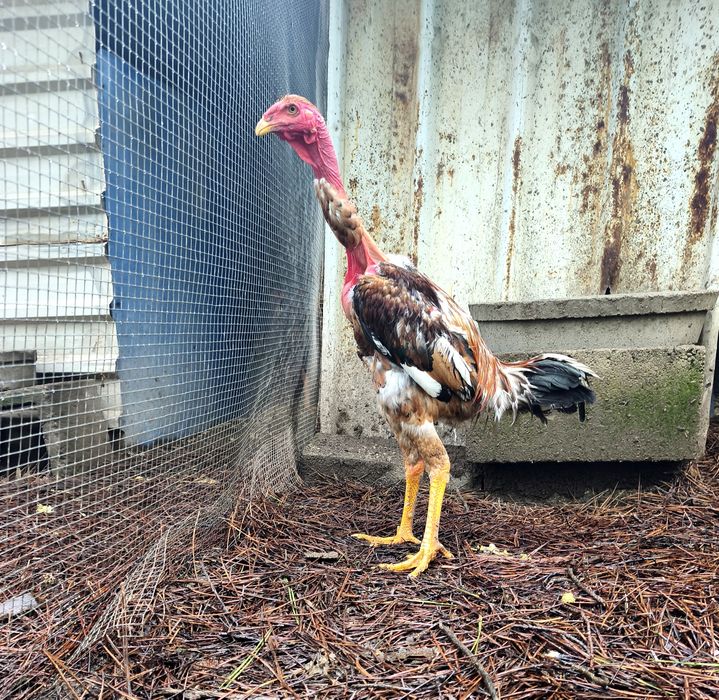 Polaco Gigante Frango