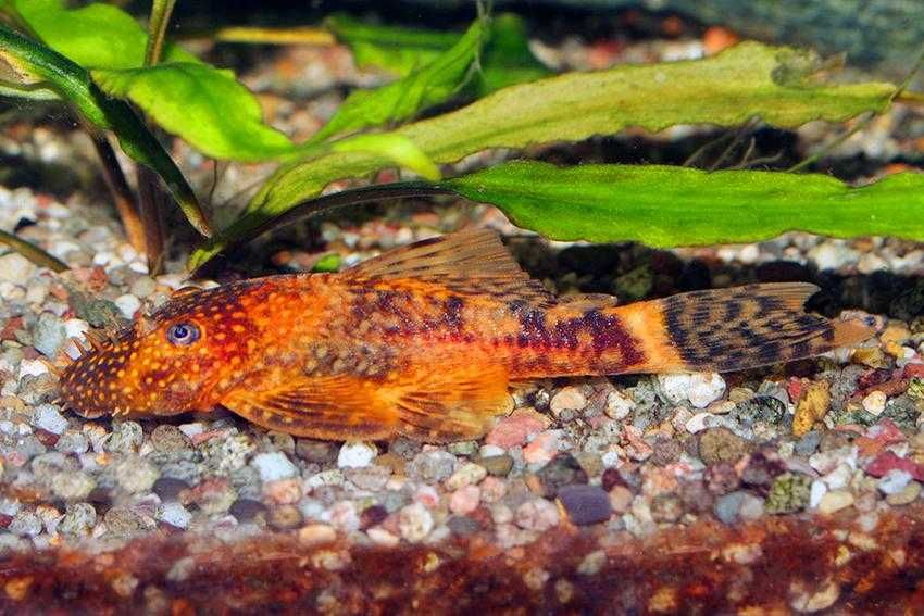 Ancistrus varias linhas