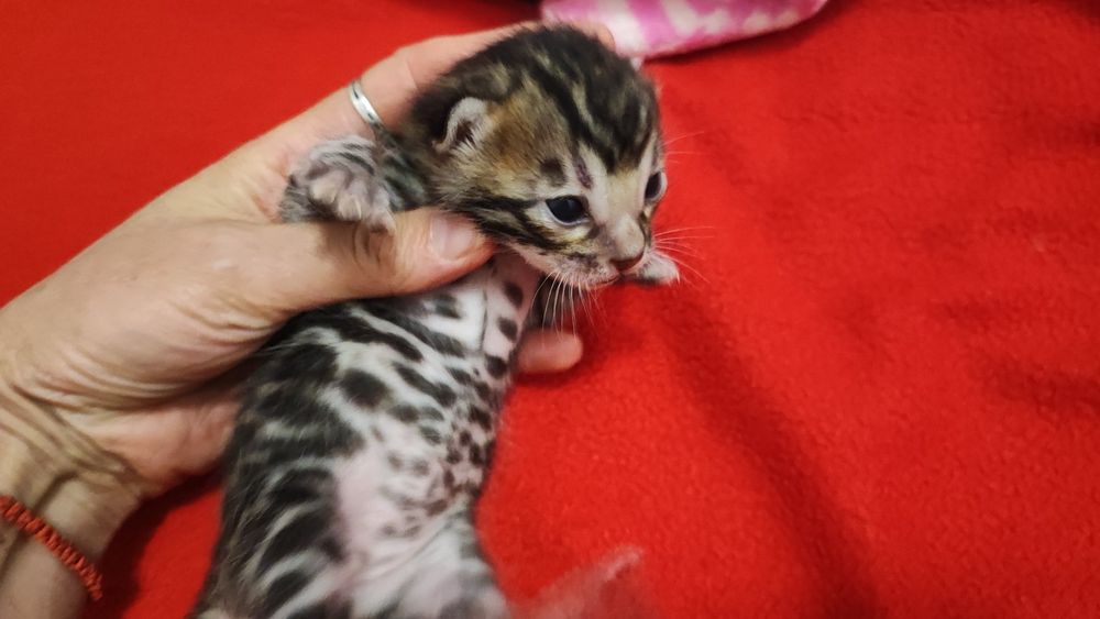 Маленькі тигринята! Бенгали!