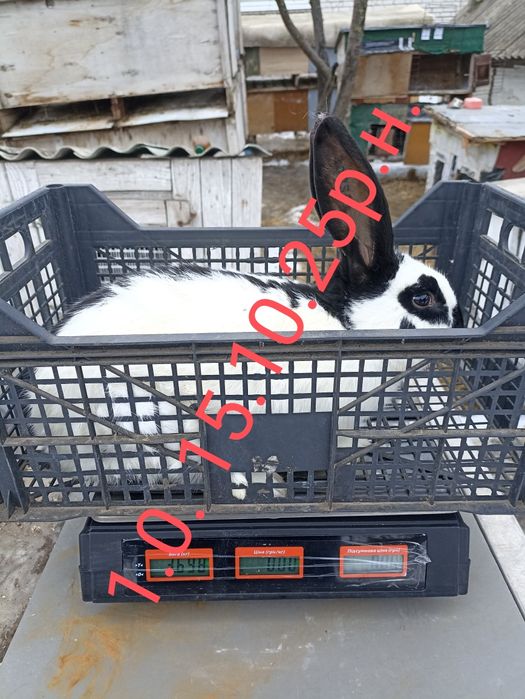 Кролі (робочі)Німецького Строкатого Велетня