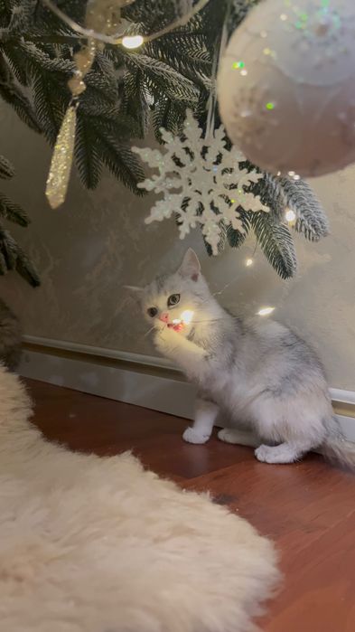 Британка дівчинка