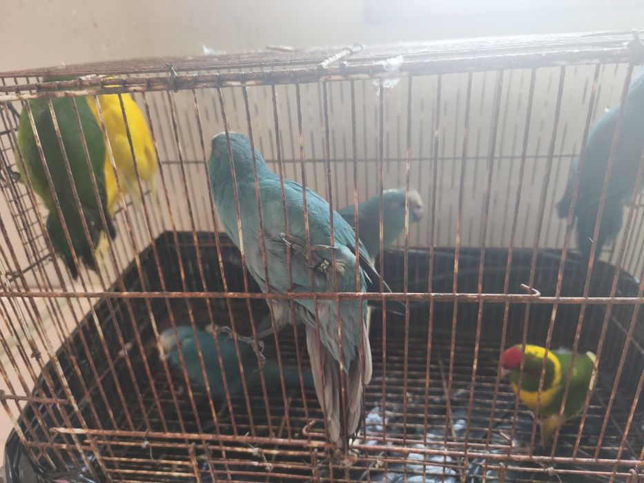 Kakarikis bonitos