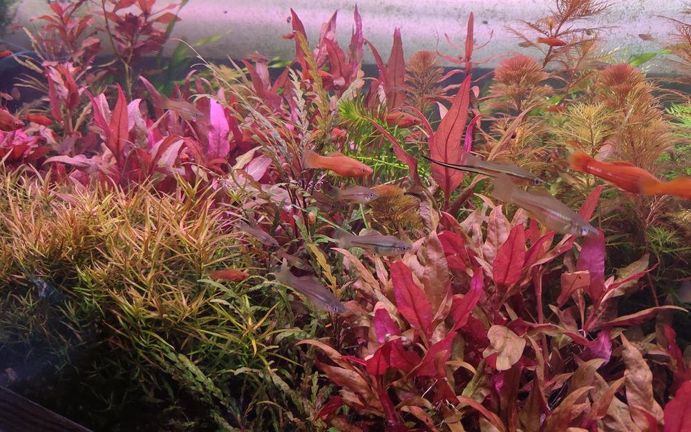 Аквариумные растения ( набор.)