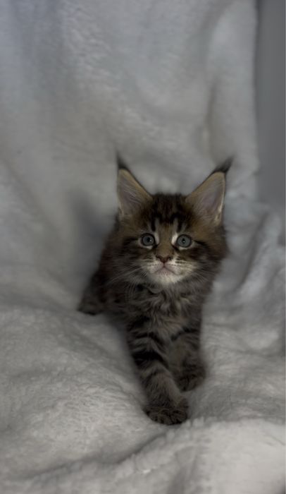 Kotka Maine Coon FPL