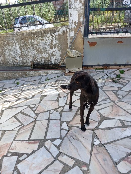 Doação de Cãozinho brincalhão