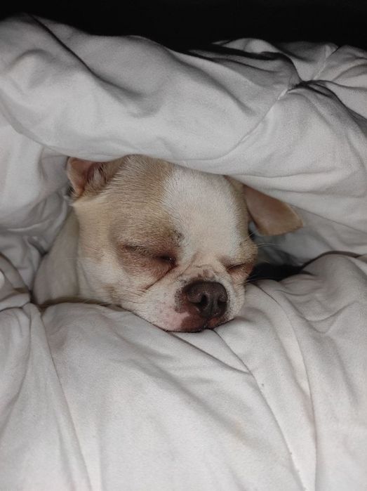 Чіхуахуа хлопчик шукає подружку для в'язки!!!