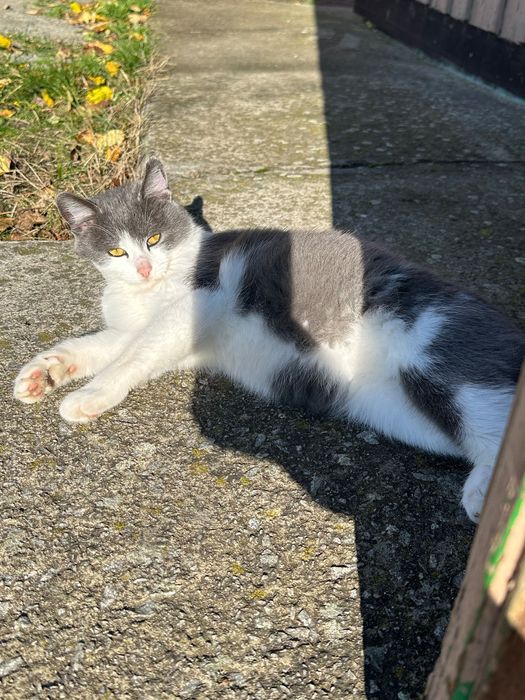 Котята в добрі руки