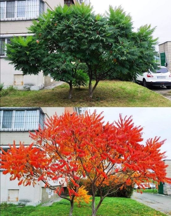 Сумах, оцтове дерево, оленячорогий садженець