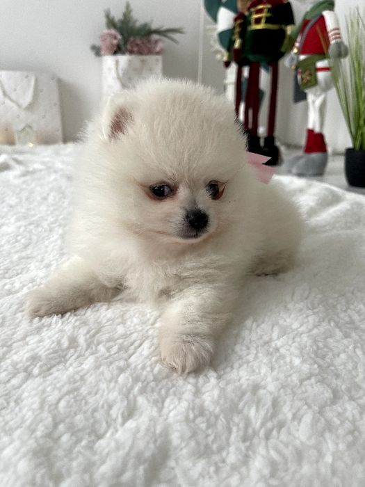 Ексклюзивні  Померанські шпіци з ідеальним характером