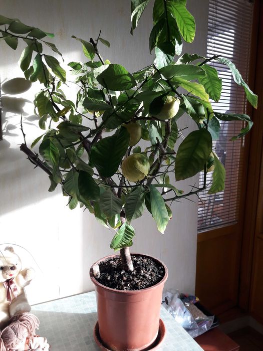 Лимонное дерево с плодами