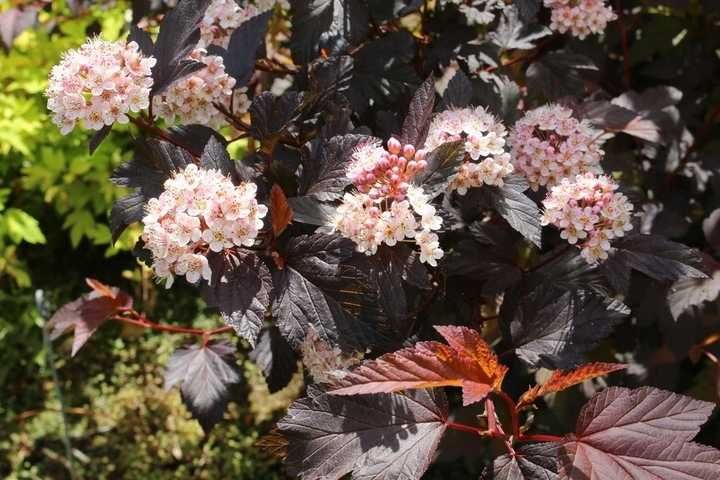 GK Pęcherznica kalinolistna diabolo purpurowy żywopłot hurt detal