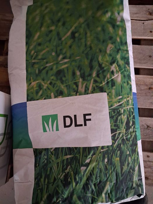 FESTULOLIUM nasiona kwalifikowane trawy pastewnej wieloletniej 15 zł/kg