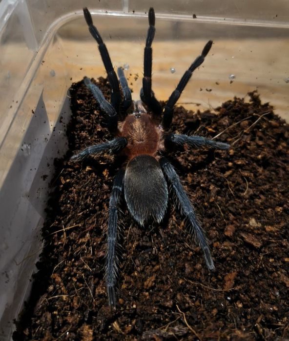 Holothele longipes L3
