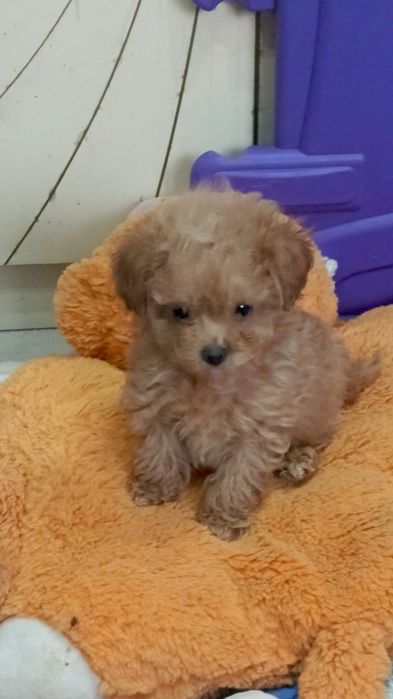 Шикарний тікап хлопчик той пуділя