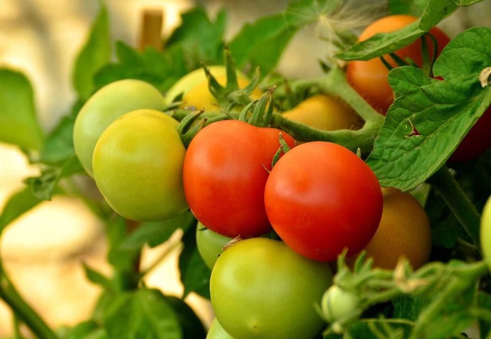 Nawóz organiczny Pokrzywa 5 Litrów
