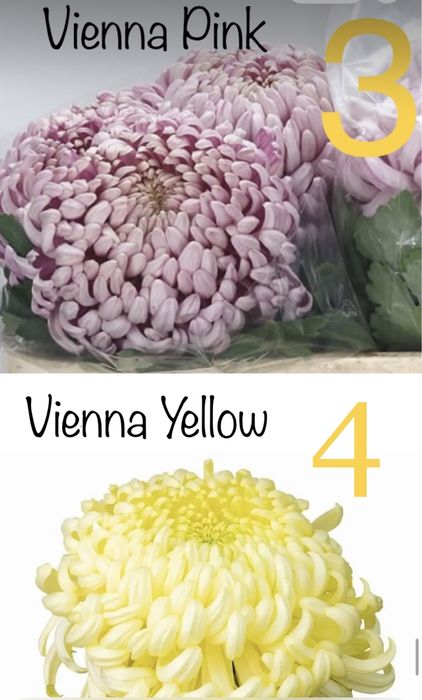 Хризантеми великоквіткові високопослі на зріз