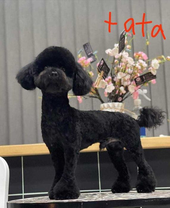 szczeniak pudla miniaturowego. Białe.