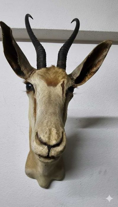 Troféu de Cabra de de Leque