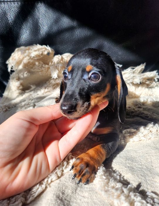 Jamnik króliczy krótkowłosy / gładkowłosy (nie miniaturowy)