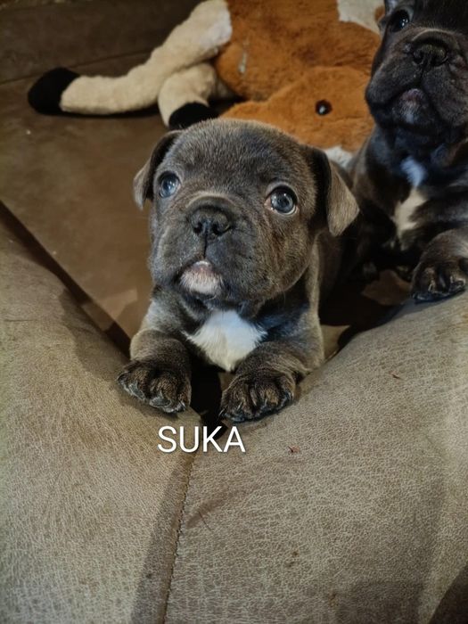 Sprzedam  Buldog Francuski