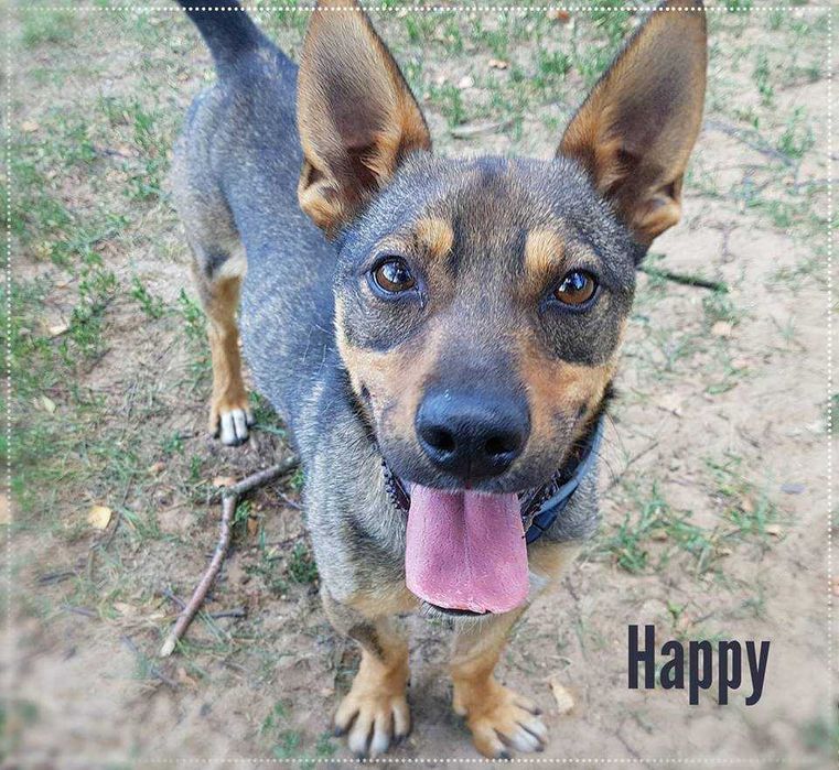 Happy - radosny psiak szuka domu