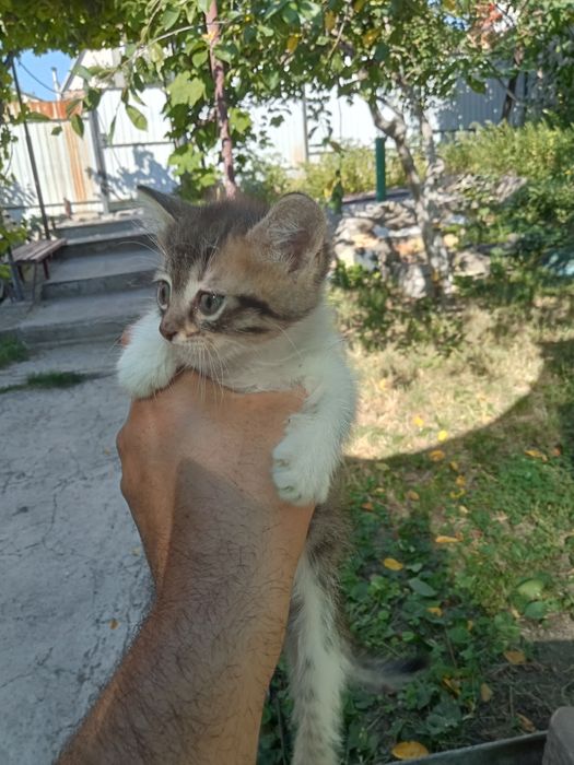 Отдам в хорошие руки котят