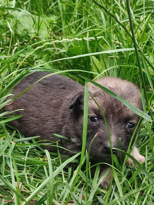 Віддамо щенят 1 місяць