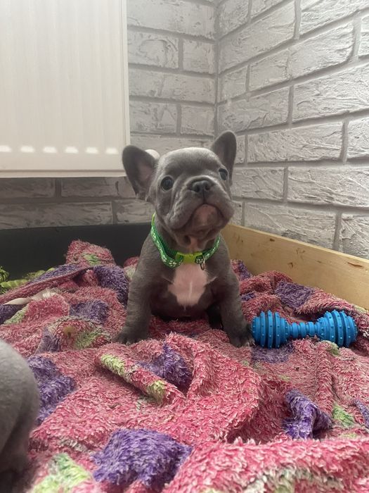 Французькі бульдожки