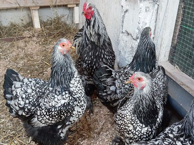 Яйце для інкубації, курчата, Брама блакитне золото, срібло.