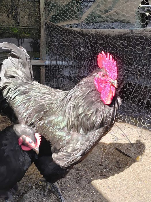 Pintos Jersey Gigante Negros Azuis e Splash