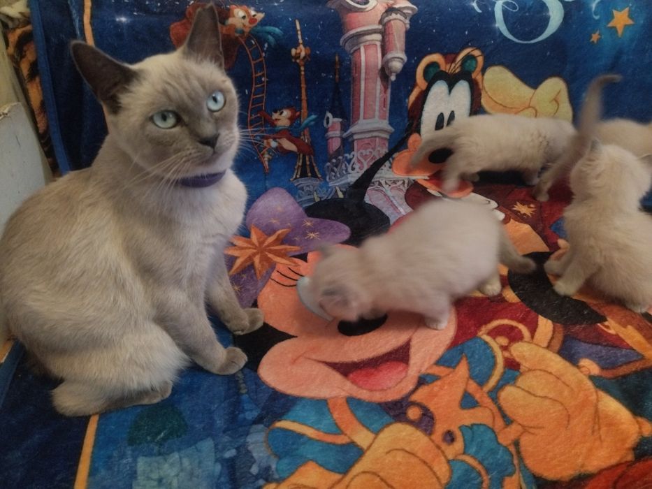 Весняні котенята Сеамськие тайские блюпоиды