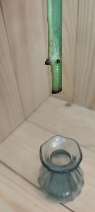 Epipremnum amplissium silver