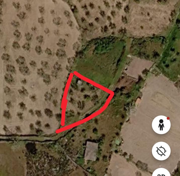 Terrenos com Olival em Produção (150L Azeite/Ano) e Água Abundante – Cótimos, Trancoso