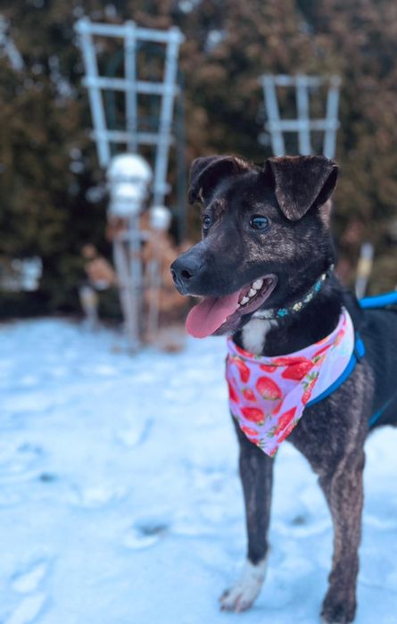 Platini fajny pies  do adopcji