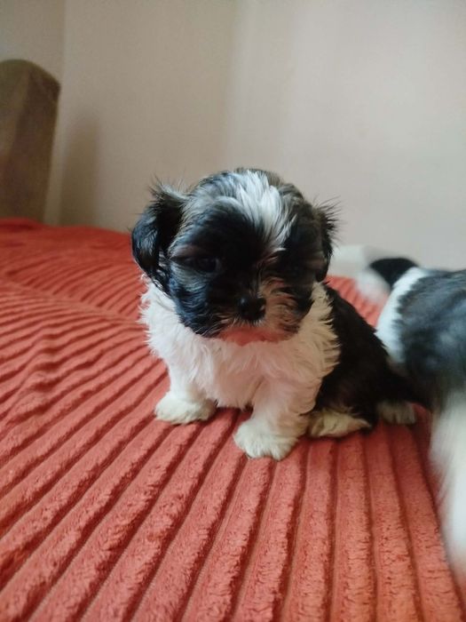 Shih-tzu do rezerwacji