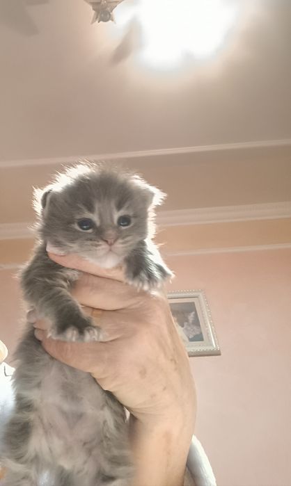 Мейн-кун котята для вас