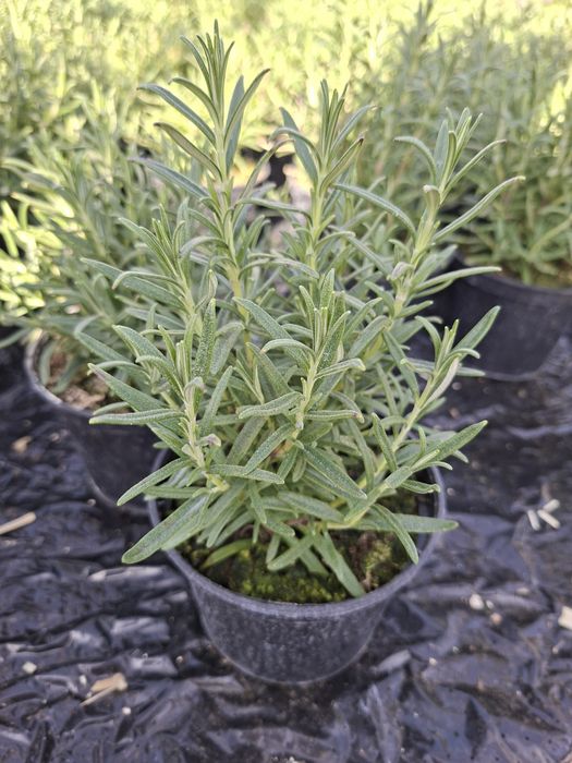 Zioła, tymianek, rozmaryn, tymianek cytrynowy, majeranek