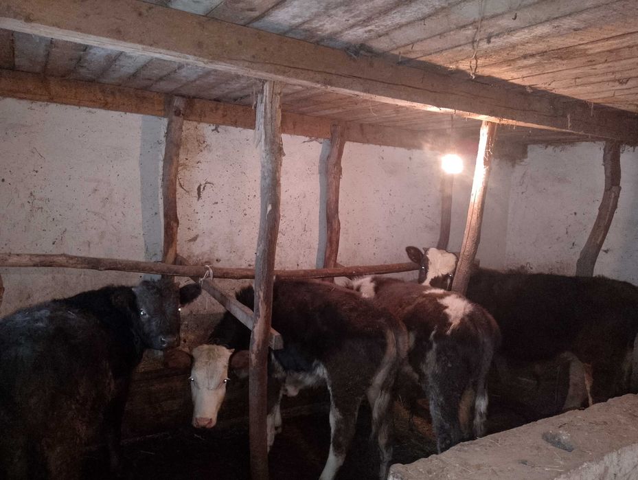 Продам бичків виростків.